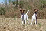 FOX TERRIER POIL LISSE 017